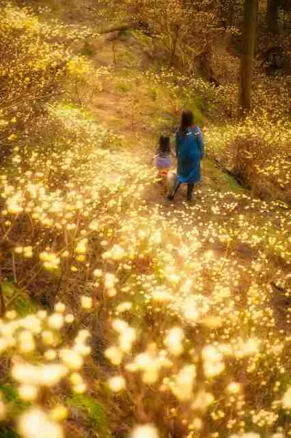 【花・見ごろ】本谷のミツマタ