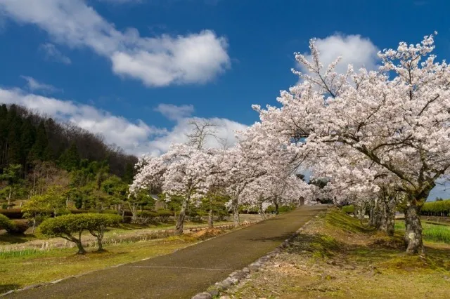 【桜・見ごろ】越前の里・味真野苑