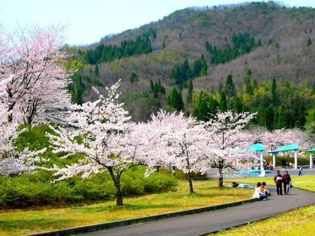 【桜・見ごろ】みどりと自然の村　太陽広場