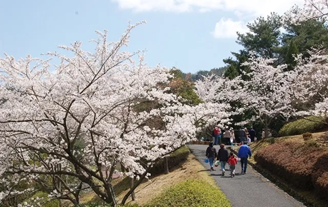 【桜・見ごろ】広島県緑化センター