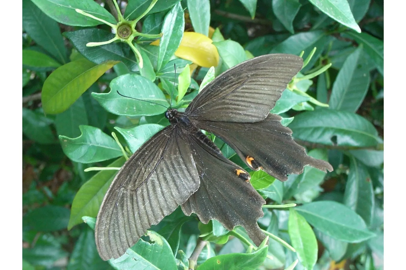 すごいぞ！昆虫総選挙