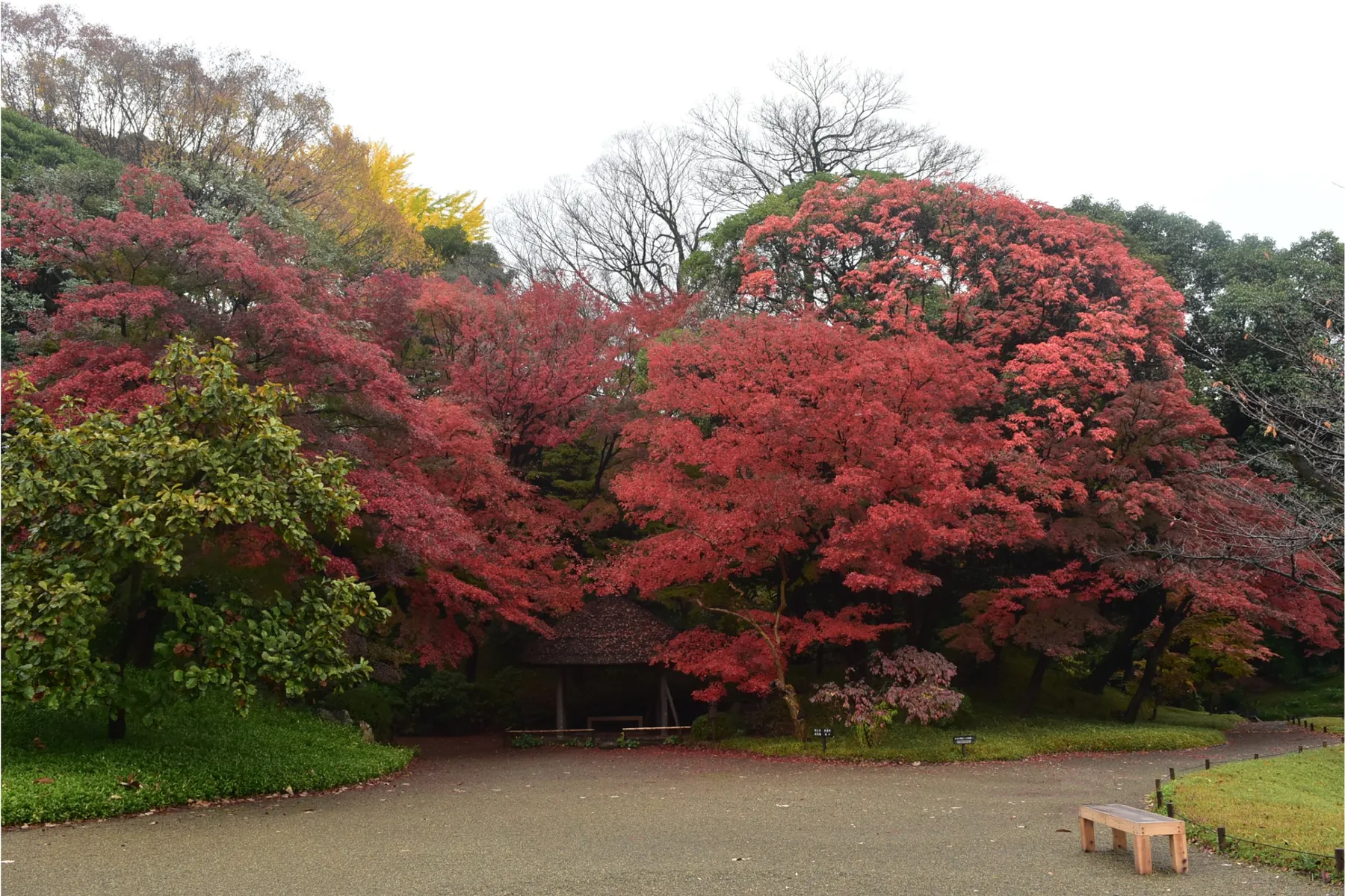 小石川後楽園の紅葉情報_1