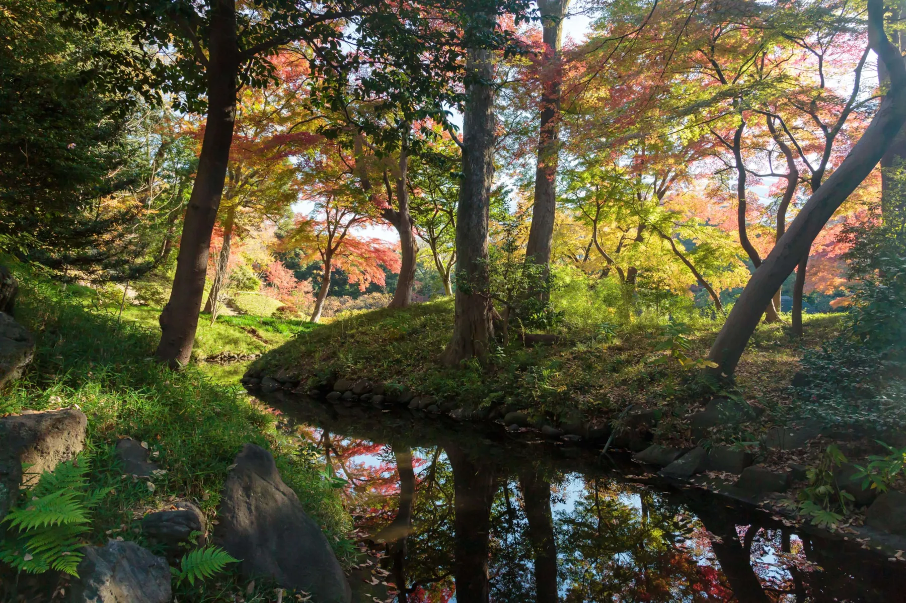 小石川後楽園の紅葉情報_2