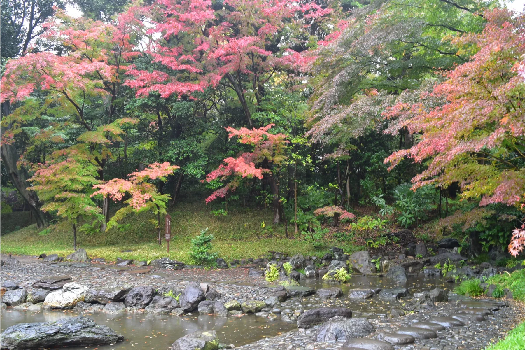 小石川後楽園の紅葉情報_3