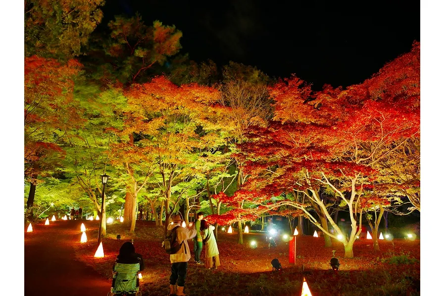 国営武蔵丘陵森林公園の紅葉情報