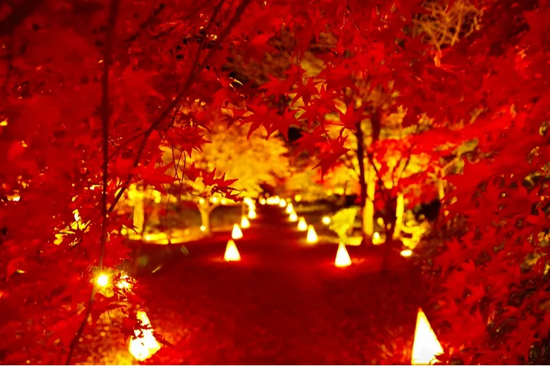 国営武蔵丘陵森林公園の紅葉情報_2