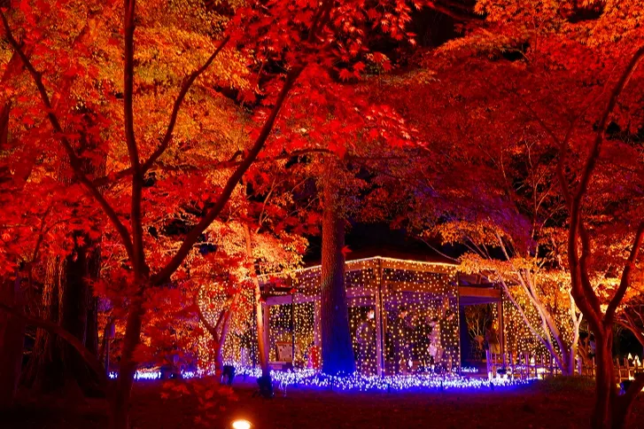 国営武蔵丘陵森林公園の紅葉情報_3