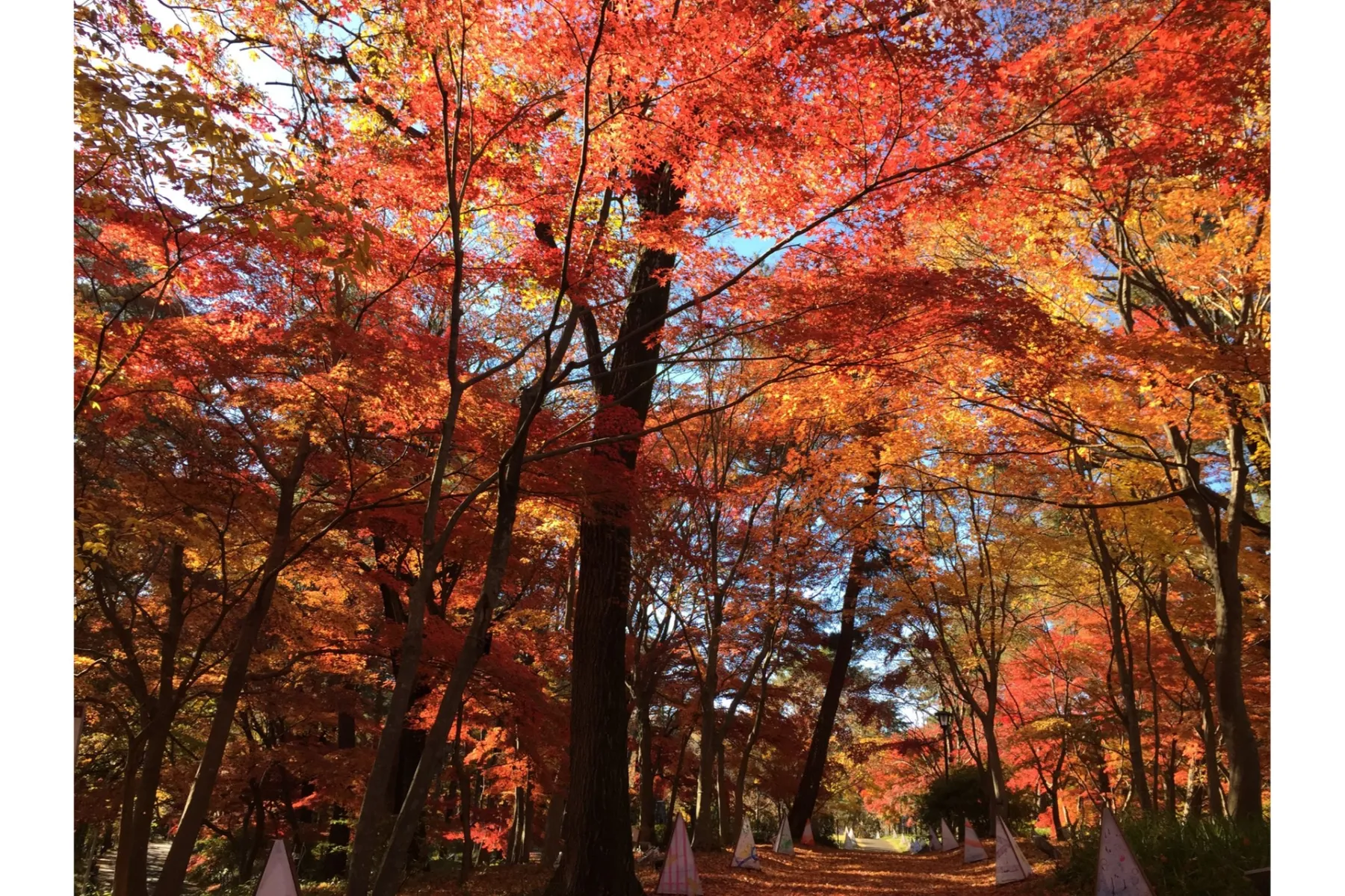 国営武蔵丘陵森林公園の紅葉情報_4