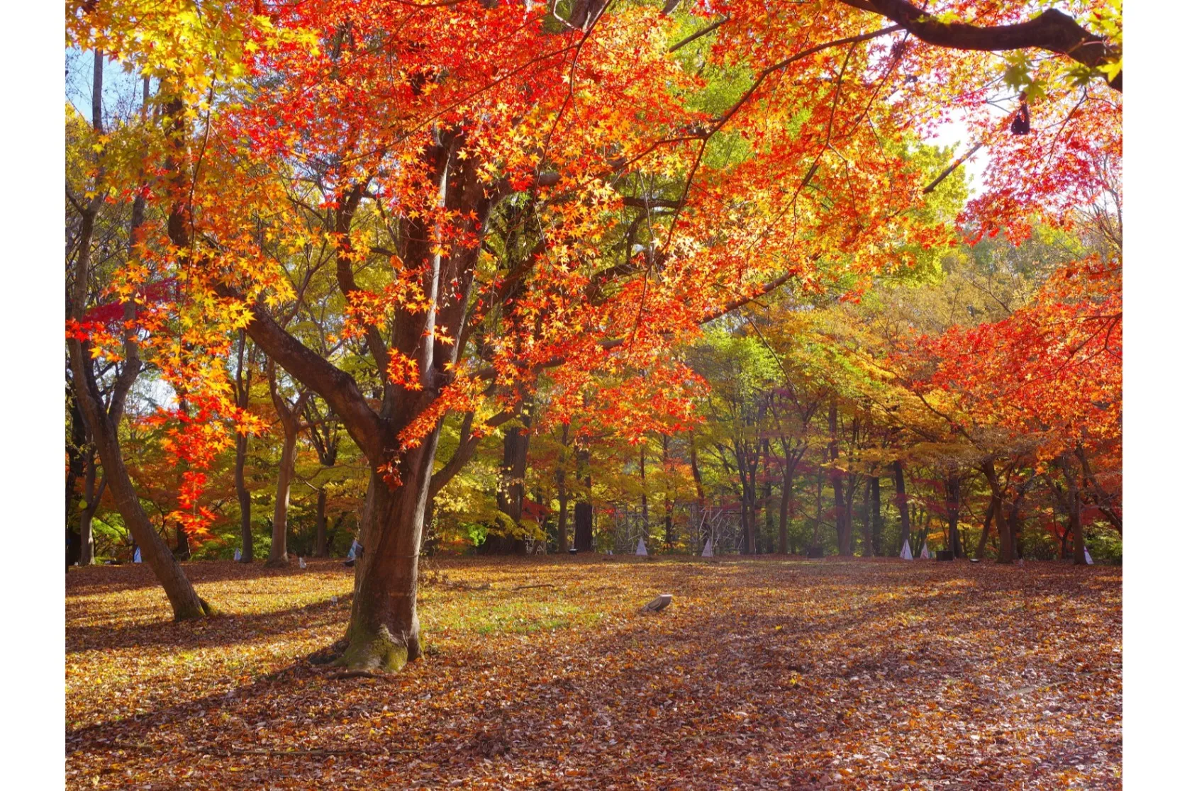 国営武蔵丘陵森林公園の紅葉情報_5
