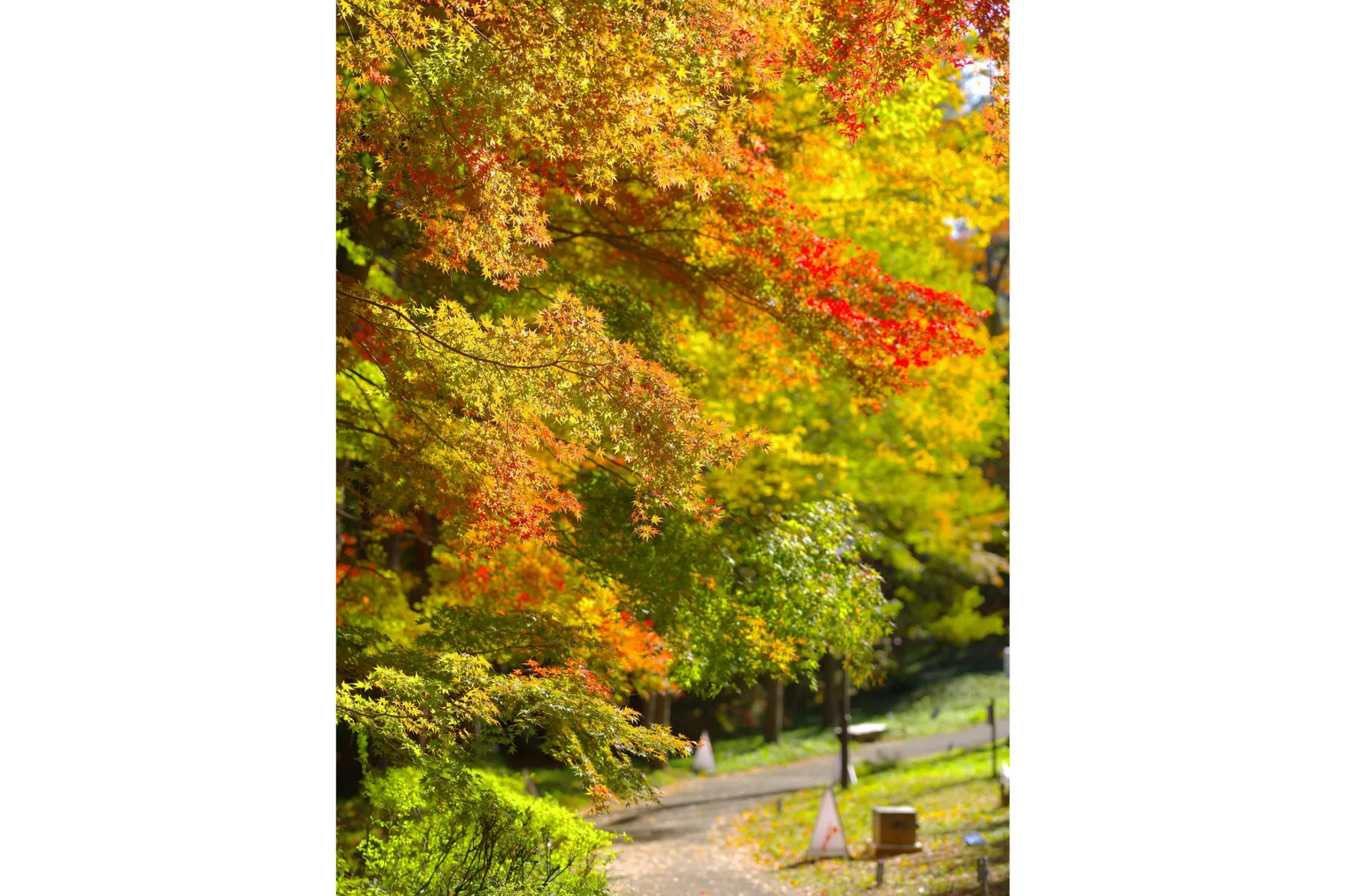 国営武蔵丘陵森林公園の紅葉情報_6