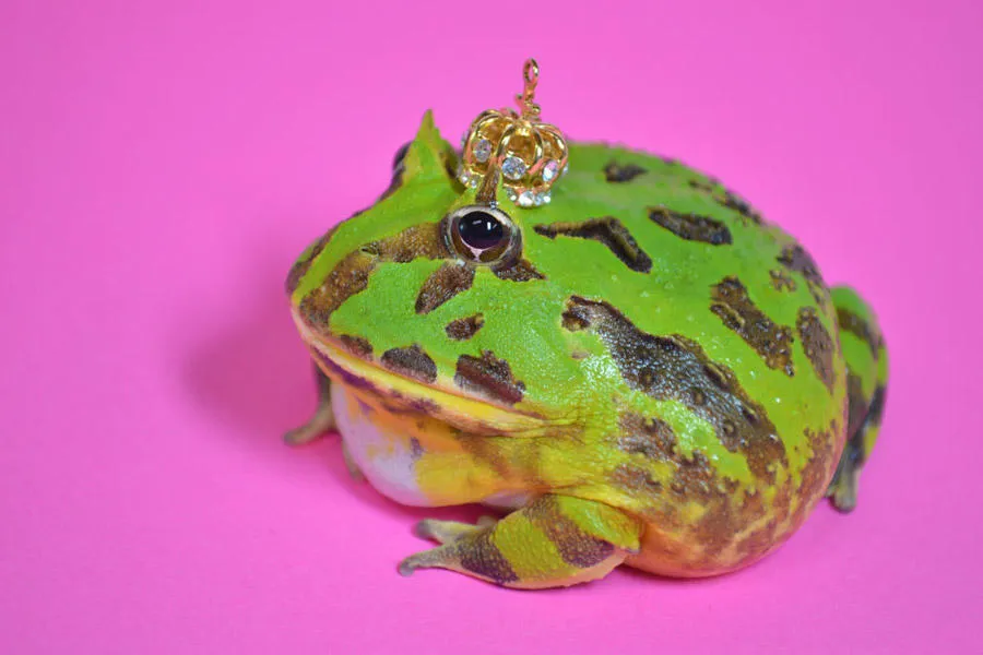 カエルミカエル展