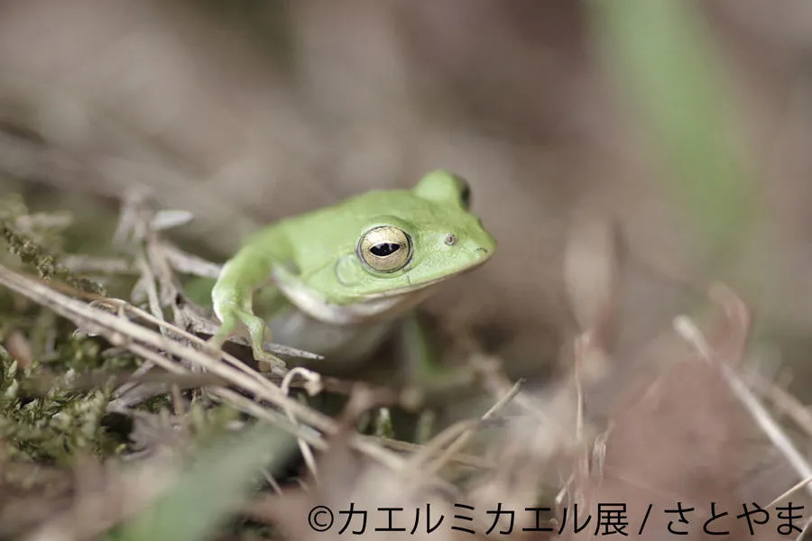 カエルミカエル展