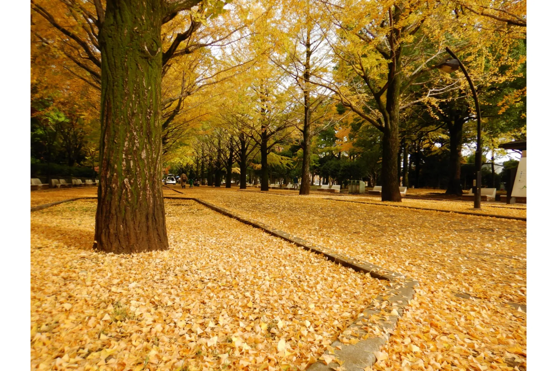 光が丘公園の紅葉情報_1