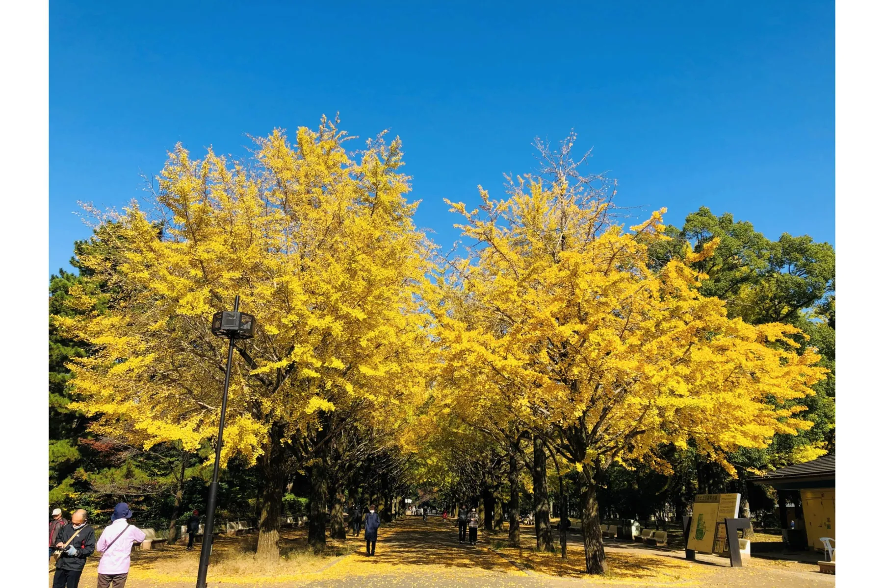光が丘公園の紅葉情報_2