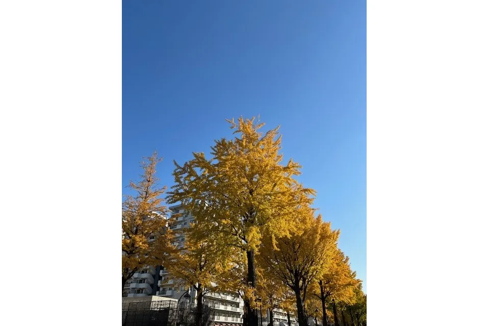 光が丘公園の紅葉情報_3
