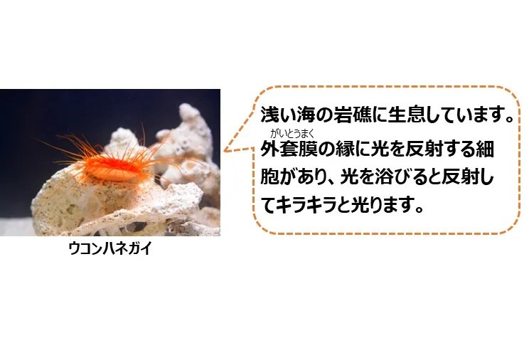 カイつまんで、ヒモときます。 ～しな水の貝展～_2
