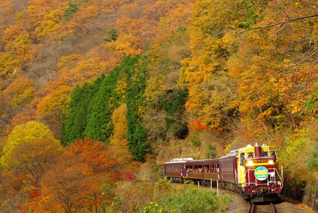 わたらせ渓谷鐵道トロッコわっしー号運転席展望 紅葉に彩られた大自然の景観 渡良瀬渓谷をトロッコが走る [DVD] 紅葉！わたらせ渓谷鐵道「トロッコわたらせ渓谷号」全区間乗車
