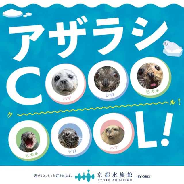 アザラシCOOOOOOL！