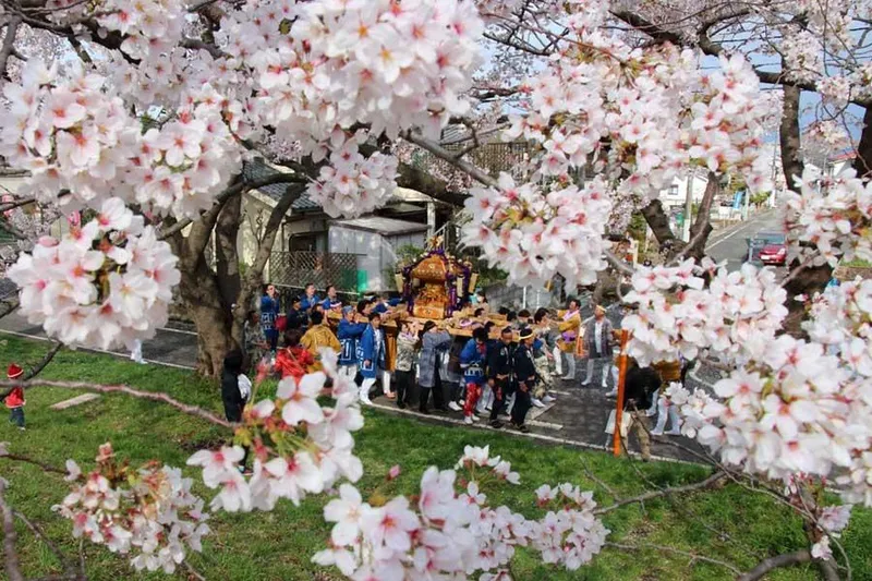 第42回ふっさ桜まつり_2