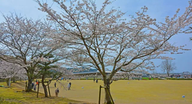 【桜・見ごろ】やわらぎの郷公園_1