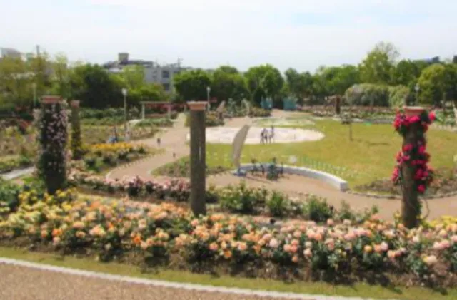 【花・見ごろ】若園公園　バラ園