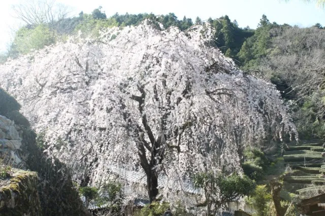 【桜・見ごろ】市川家のしだれ桜