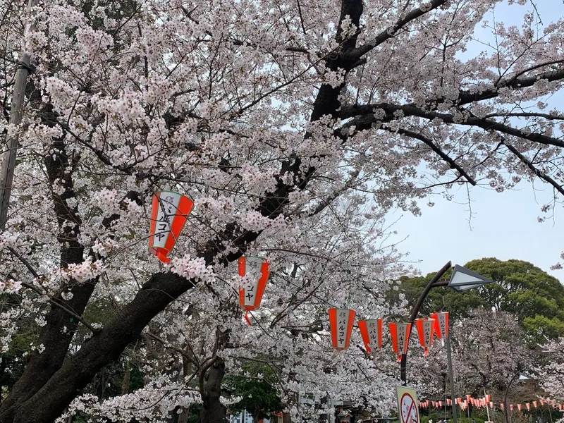 上野の夜桜 ライトアップ情報22 レッツエンジョイ東京