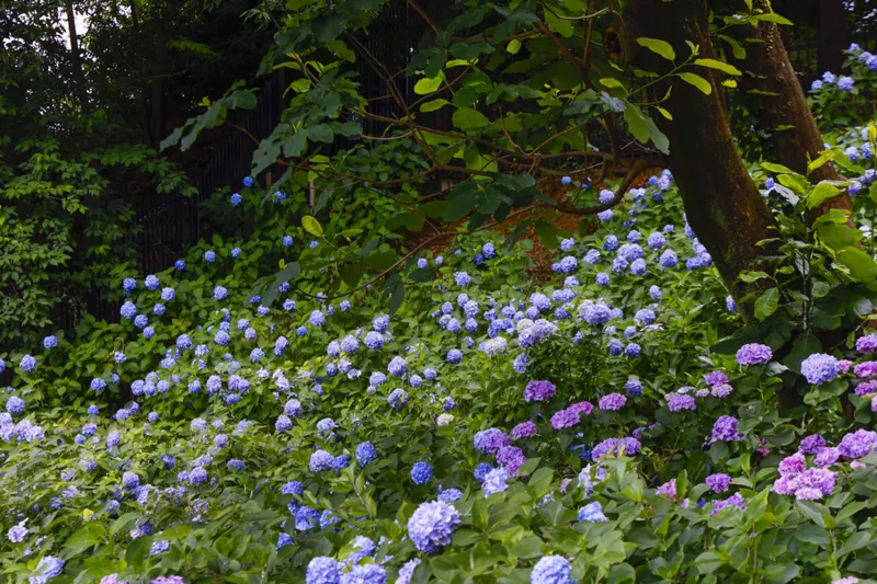 しょうぶ・あじさいまつり