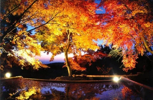 三十路苑　紅葉ライトアップ