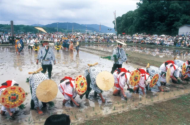 伊雑宮御田植祭_1