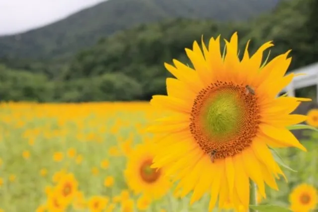 【花・見ごろ】大影集落ひまわり畑