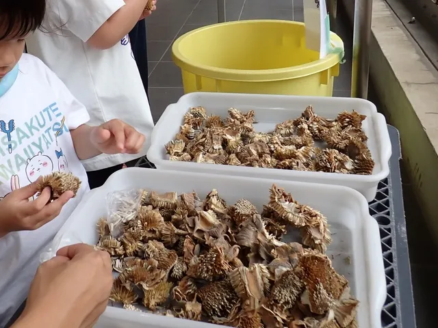 ひまわりプロジェクト　種とりの巻き