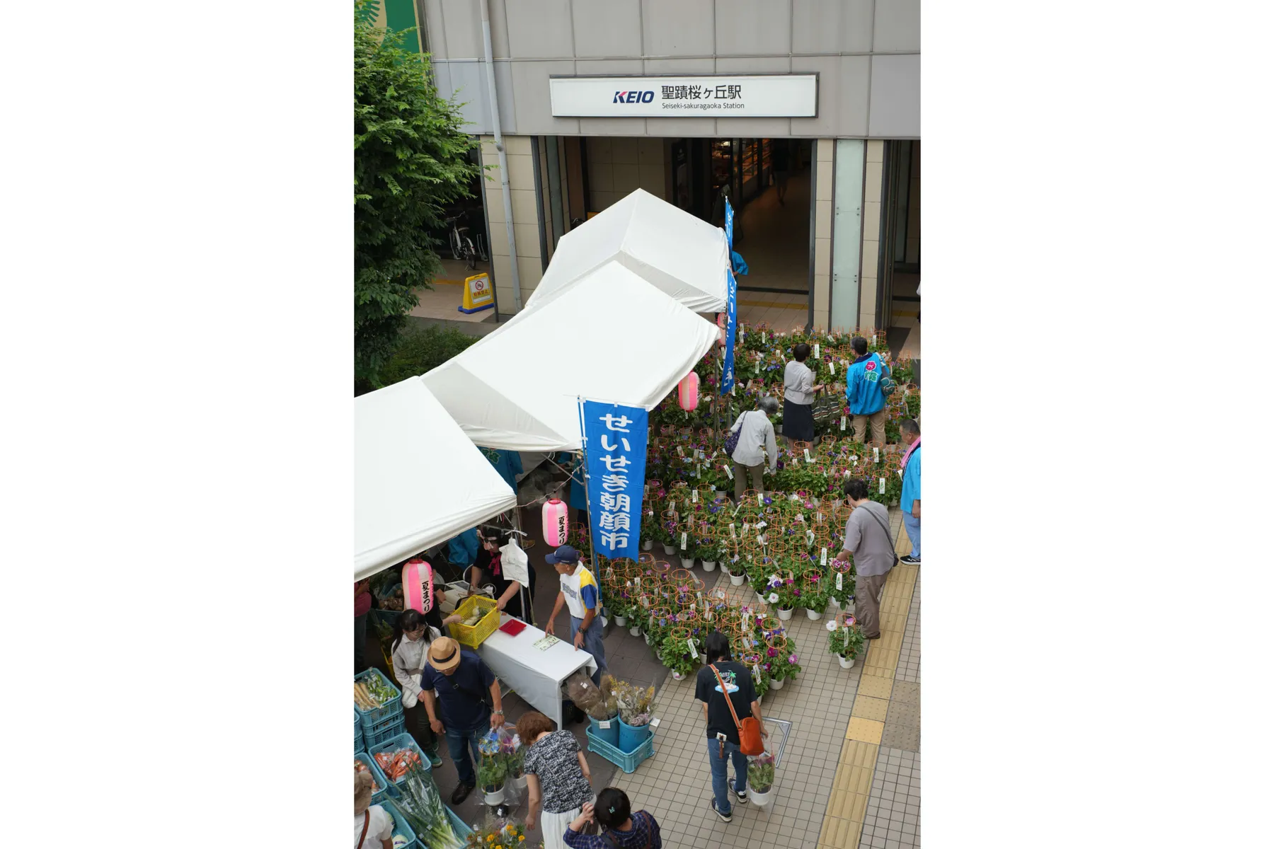 せいせき朝顔市　ふるさと多摩夏まつり_10