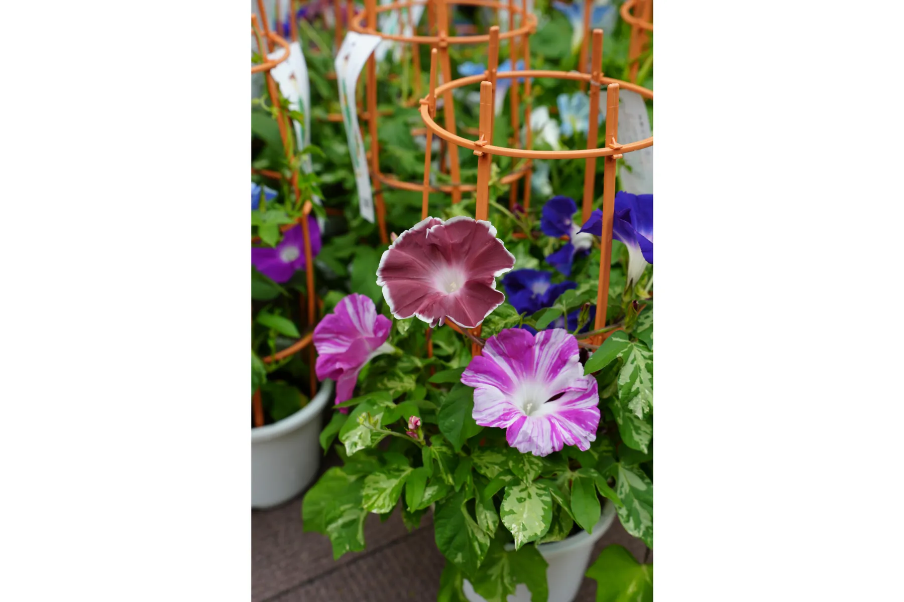 せいせき朝顔市　ふるさと多摩夏まつり_12
