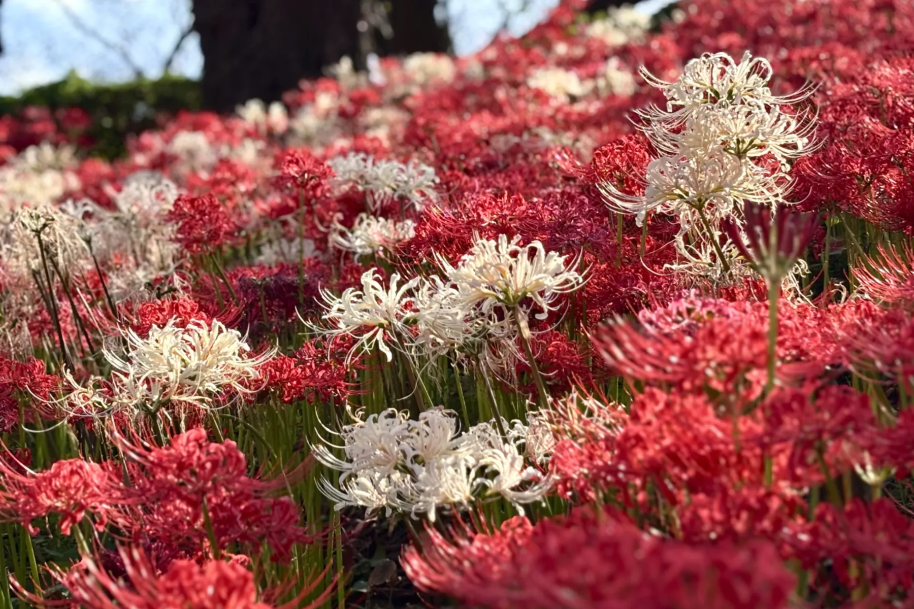 幸手曼珠沙華まつり_4