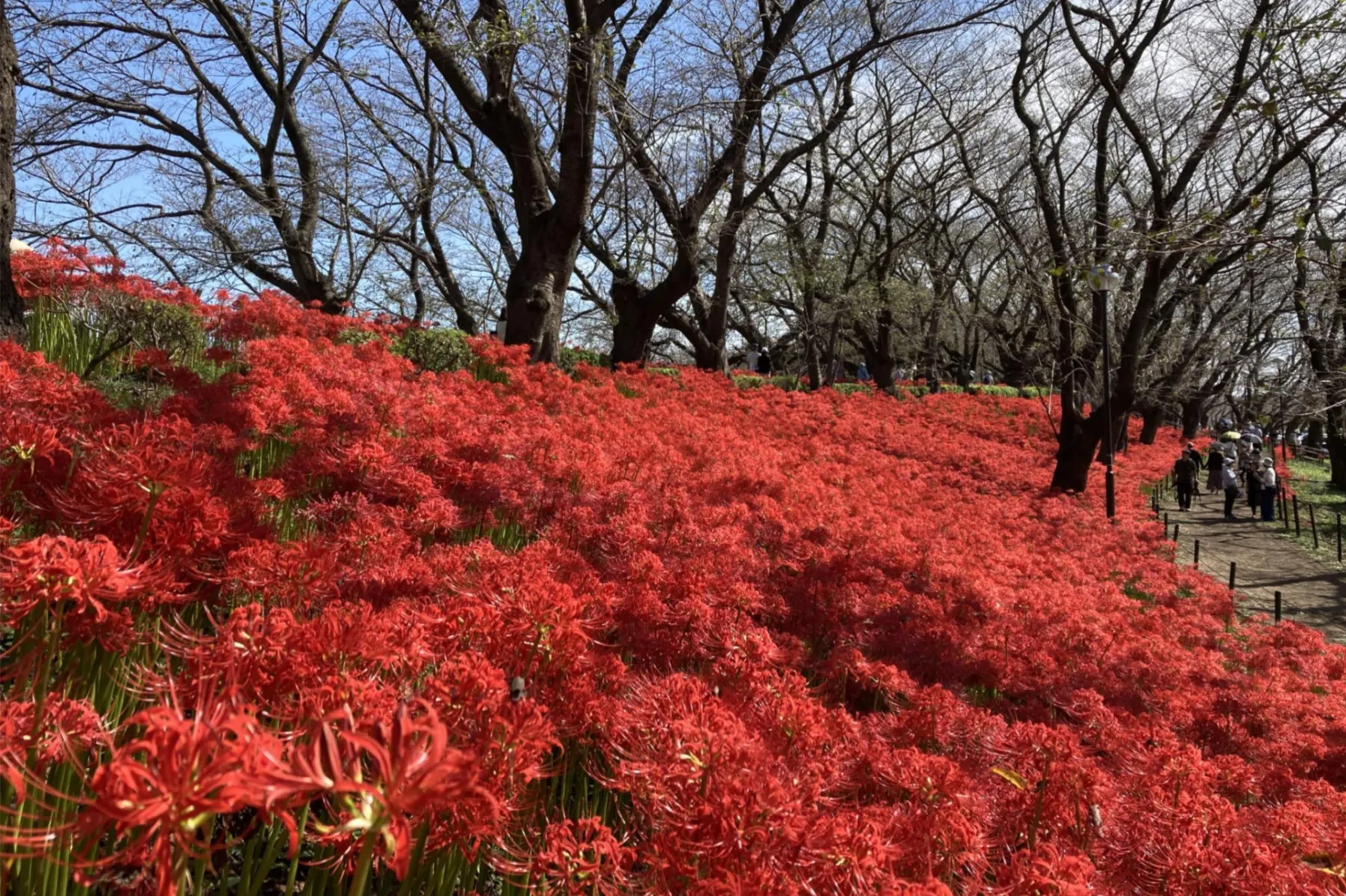 幸手曼珠沙華まつり_5