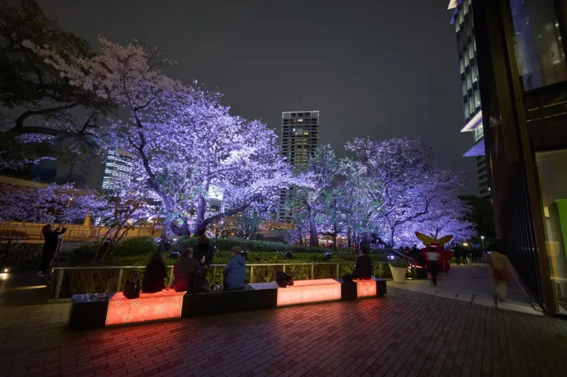 夜桜ライトアップの様子