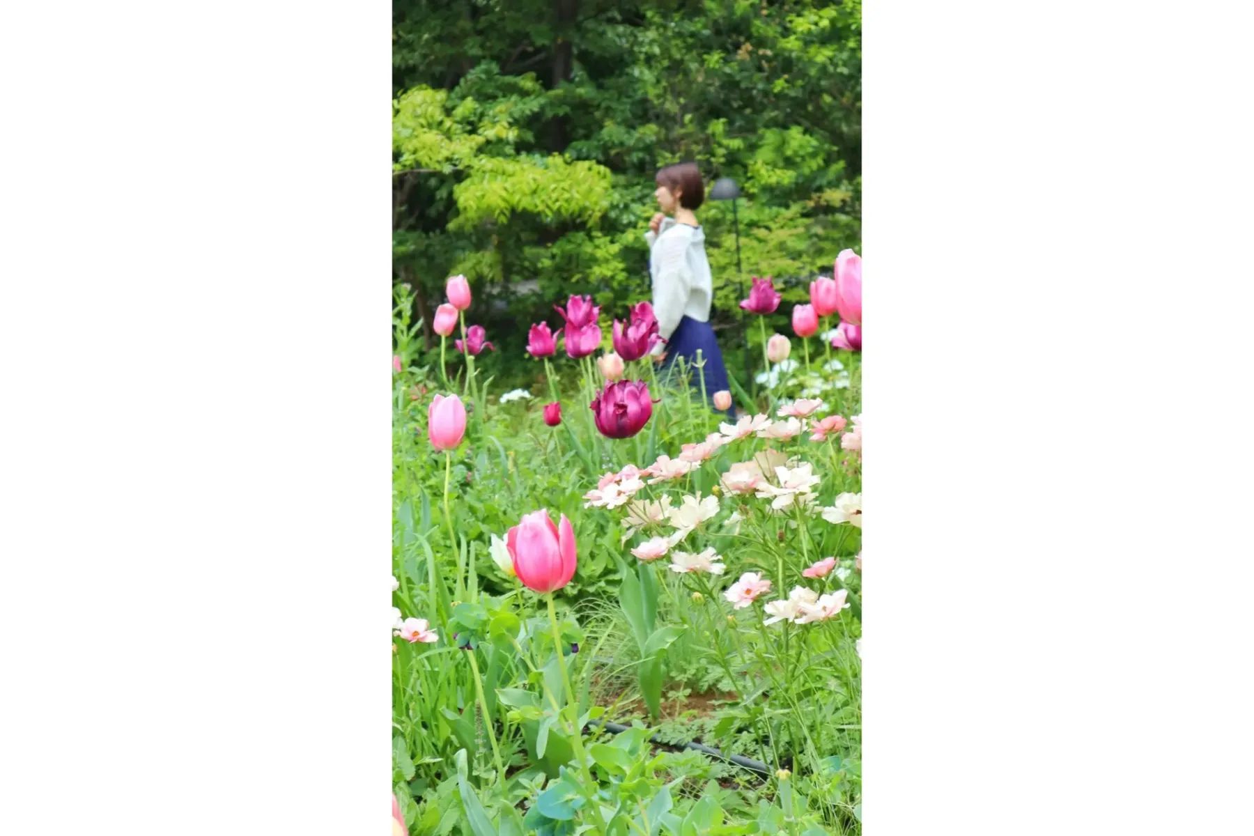 KIOI SPRING 2025 『紀尾井・花さんぽ』_6