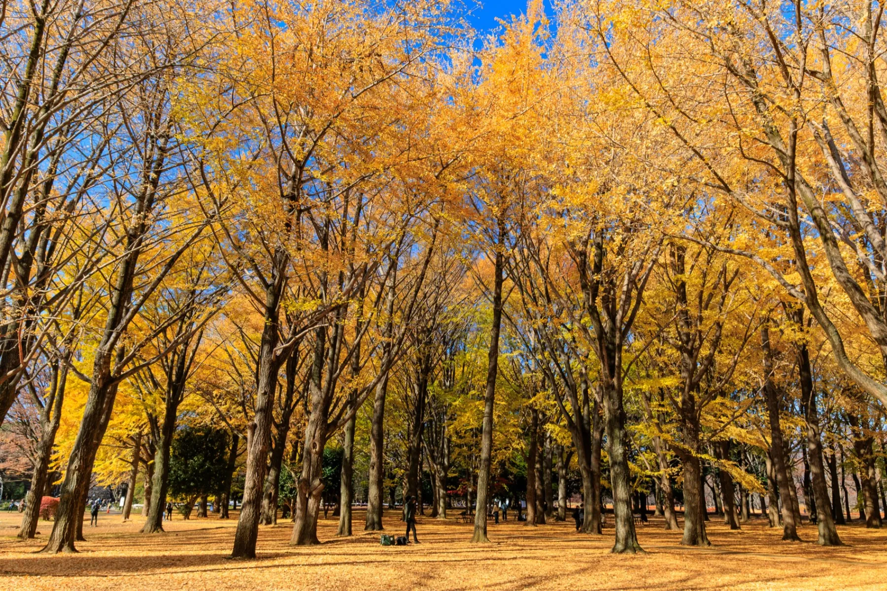 代々木公園の紅葉情報_1