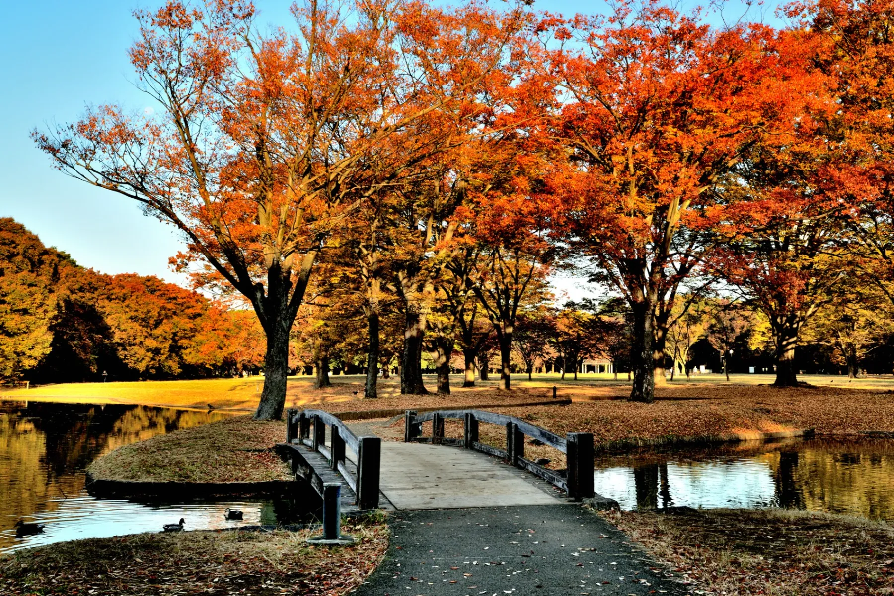 代々木公園の紅葉情報_2