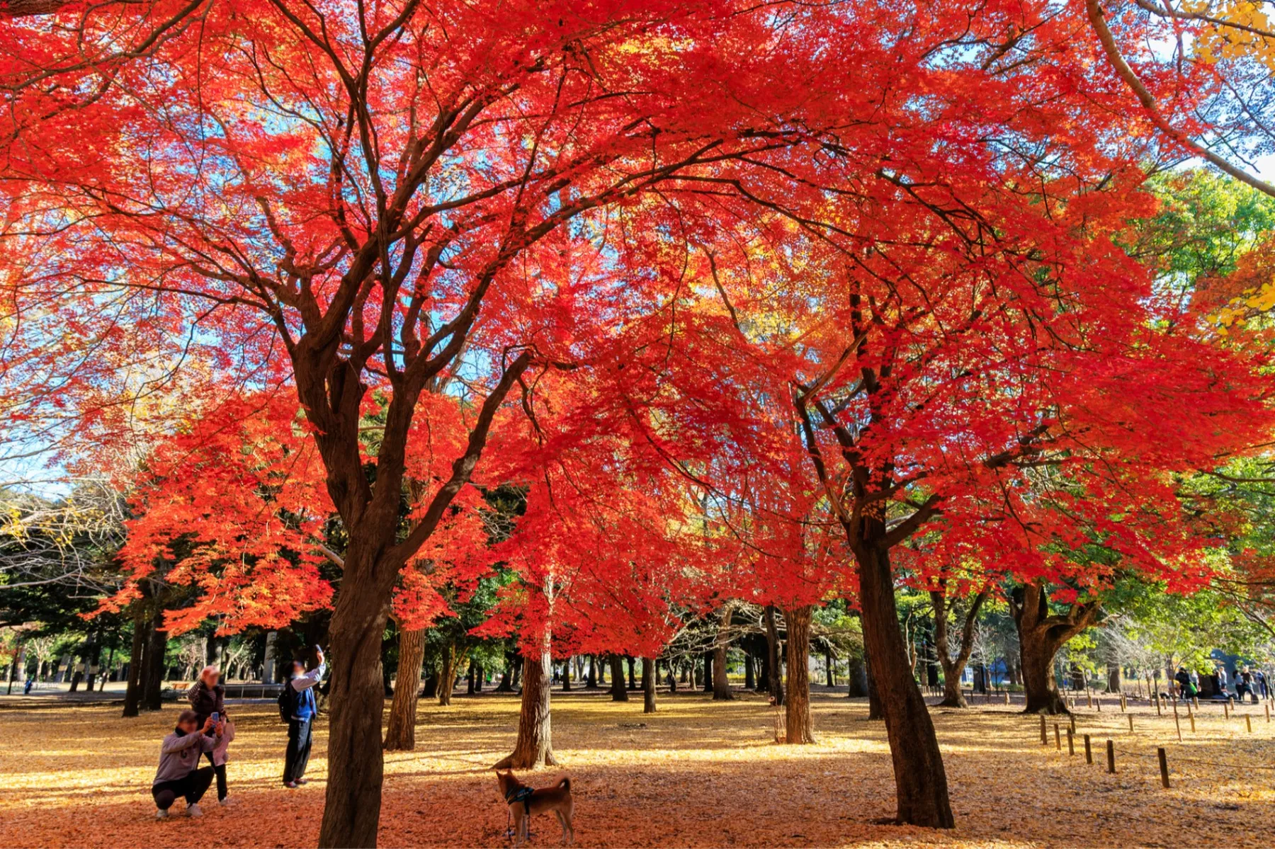 代々木公園の紅葉情報_3