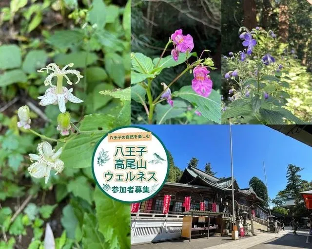 ハイキングガイドツアー「秋の草花を探そう」