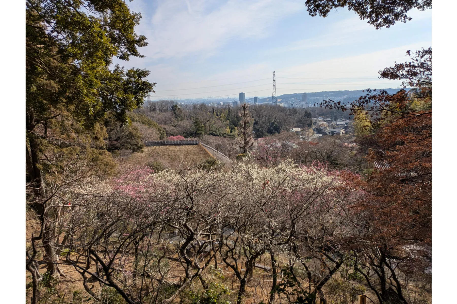 京王百草園梅まつり_2