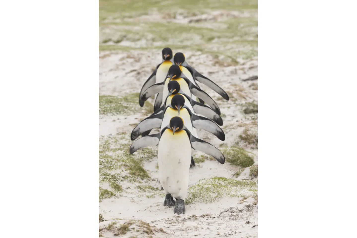 ペンギンだらけ展_2