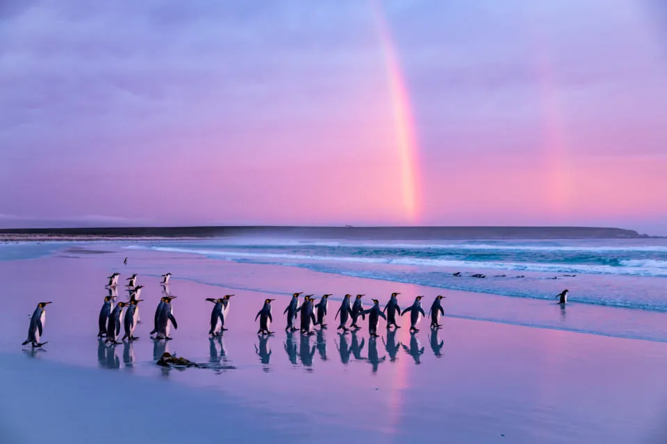 ペンギンだらけ展_3