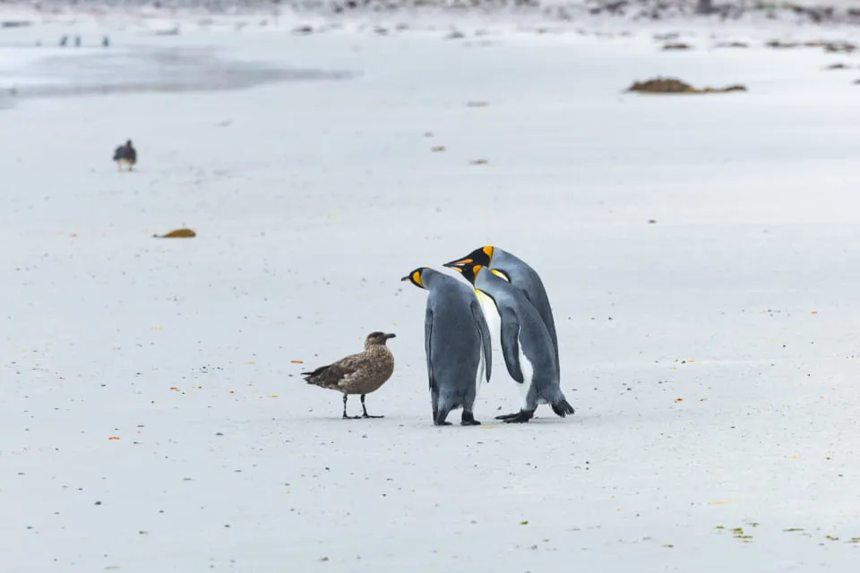 ペンギンだらけ展_4