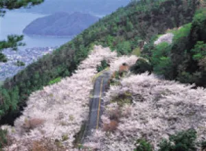 【桜・見ごろ】野呂山