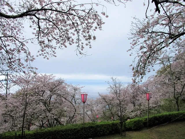 【桜・見ごろ】とけん山公園
