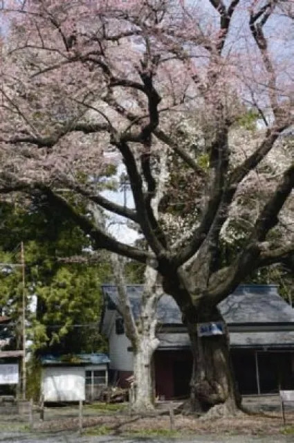 【桜・見ごろ】長者山　おとぎの桜