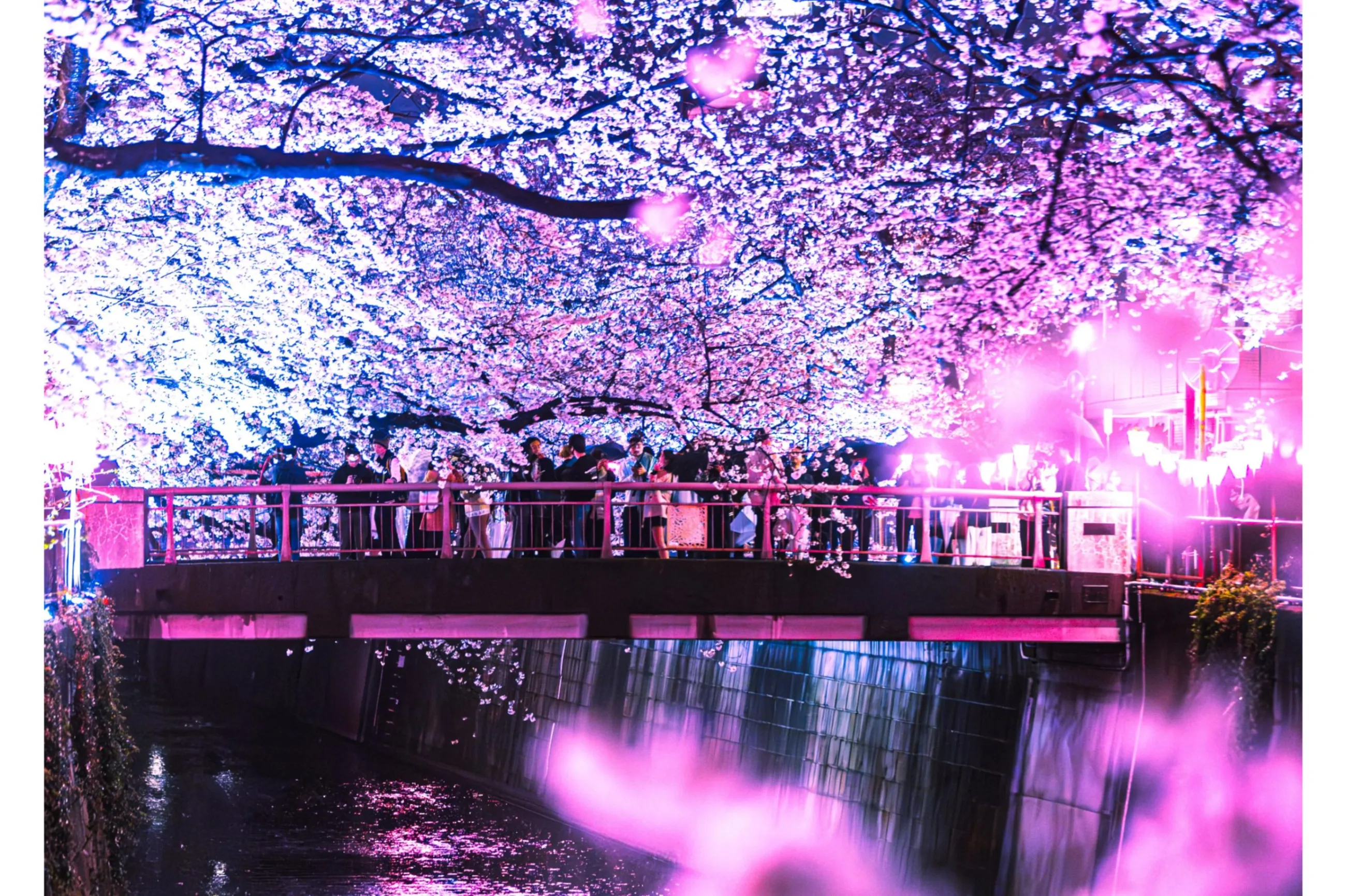 Sakura Night & Day
